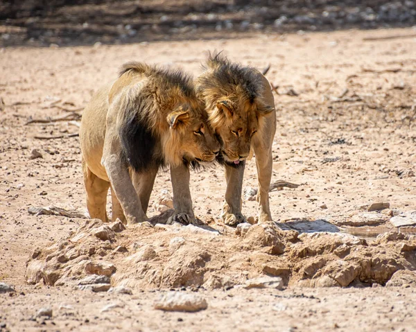 Par Irmãos Leão Guará Preto Savana Kalahari África Austral — Fotografia de Stock