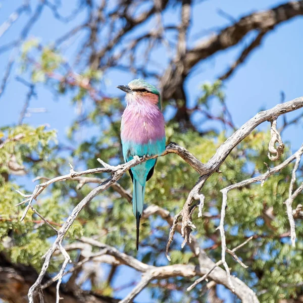 Rodillo Pechuga Lila Posado Árbol Sabana Del Sur África —  Fotos de Stock