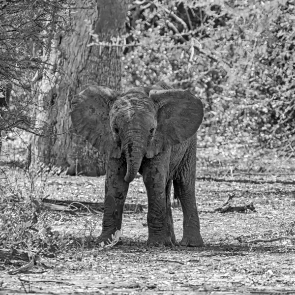 南アフリカのサバンナにいるアフリカゾウの赤ちゃん — ストック写真