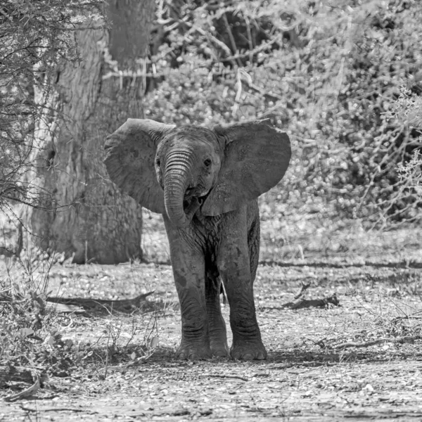 南アフリカのサバンナにいるアフリカゾウの赤ちゃん — ストック写真