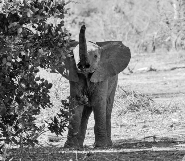 A baby African Elephant in Southern African savannah