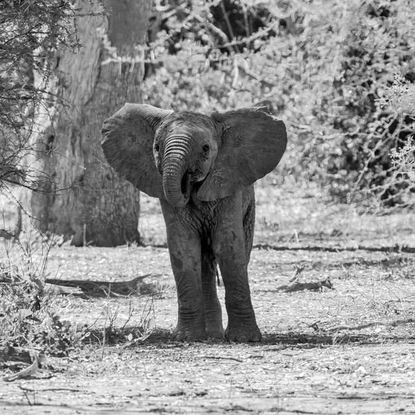 南アフリカのサバンナにいるアフリカゾウの赤ちゃん — ストック写真