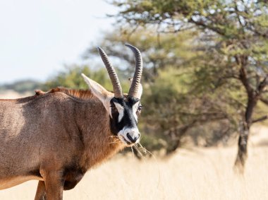 Güney Afrika savanasında bir Roan antilobu