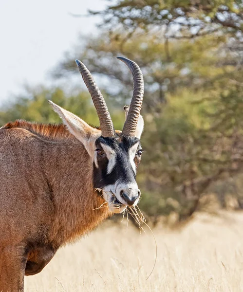 A Roan antelope in Southern African savannah