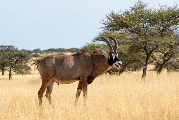 Een Roan Antilope Zuidelijk Afrika Savanne — Stockfoto