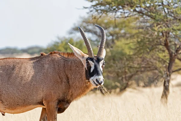 Antilope Roan Nella Savana Dell Africa Australe — Foto Stock