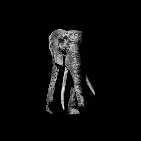 Монохром Африканський Слоновий Портрет — стокове фото