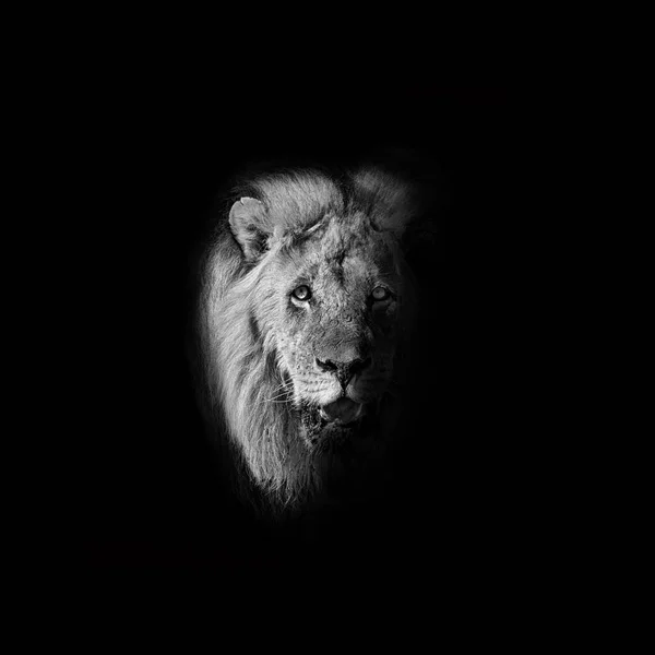 Monochrome Male Kalahari Lion Portrait — Stock Photo, Image