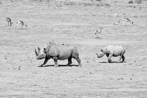 A Black Rhino mother and calf in Southern African savannah