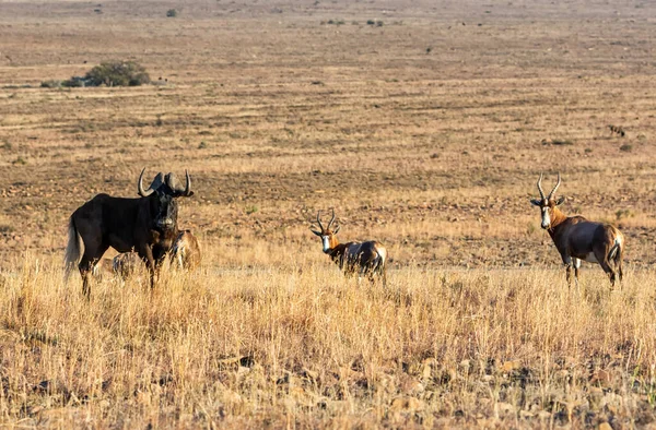 Güney Afrika Savanasında Kara Antilop Kutsaldır — Stok fotoğraf