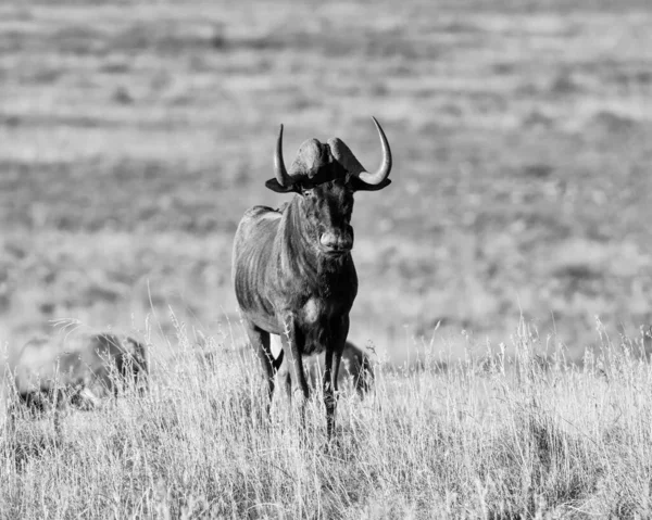 Black Wildebeest Blesbok Południowoafrykańskiej Sawannie — Zdjęcie stockowe