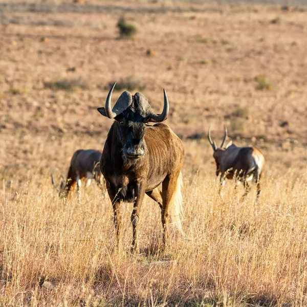 Black Wildebeest Och Blesbok Södra Afrikas Savann — Stockfoto