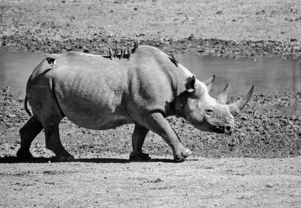 Černá Nosorožka Jihoafrické Savaně — Stock fotografie