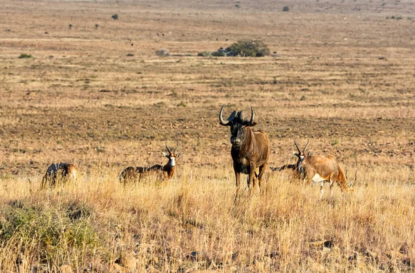 Wildebeest Nero Blesbok Nella Savana Dell Africa Australe — Foto Stock