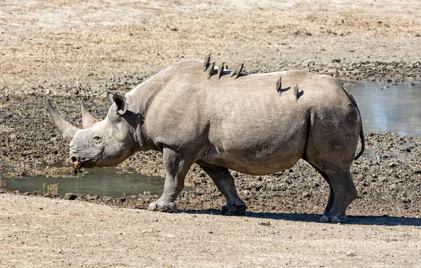 Rinoceronte Negro Feminino Savana África Austral — Fotografia de Stock