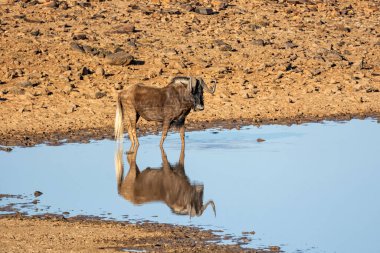 Güney Afrika savanasındaki bir su birikintisinde kara antiloplar.