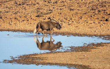 Güney Afrika savanasındaki bir su birikintisinde kara antiloplar.
