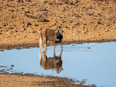 Güney Afrika savanasındaki bir su birikintisinde kara antiloplar.