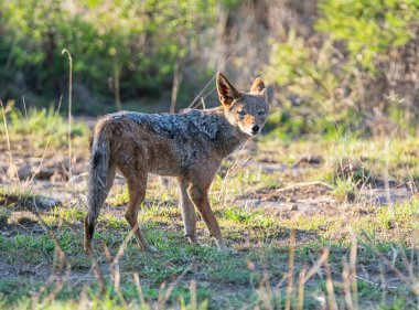 A Black-backed Jackal in Southern African savannah clipart