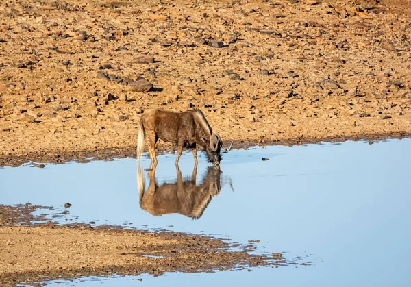 非洲南部草原上一个水坑里的黑色野兽 — 图库照片