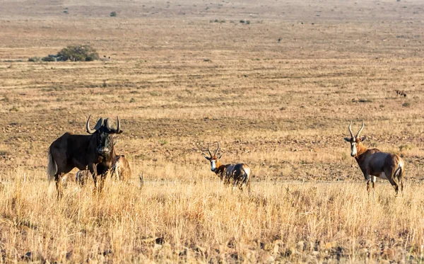 Black Wildebeest Blesbok Savana África Austral — Fotografia de Stock