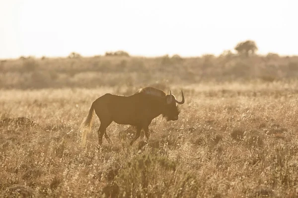 Black Wildebeest Nascer Sol Savana África Austral — Fotografia de Stock