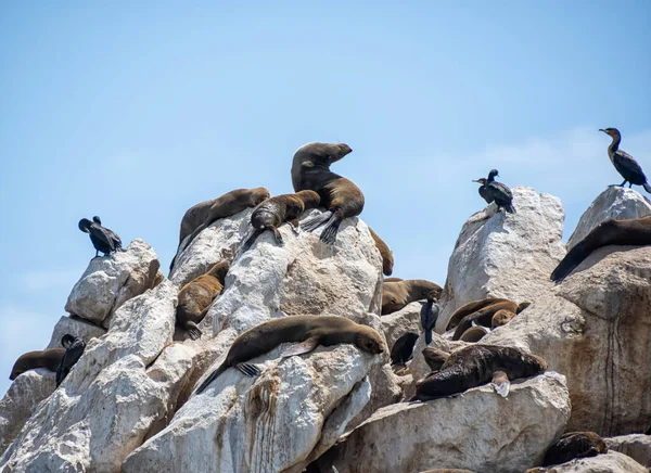 Mys Tuleni Tuleňů Dřímajících Slunci Seal Islandu False Bay Jižní — Stock fotografie