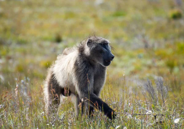 Chacma Baboon Forrajeando Hábitat Occidental Cape Fynbos — Foto de Stock