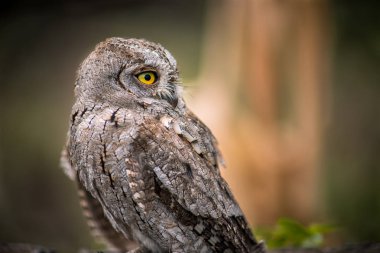 baykuş, vahşi gelen misafir