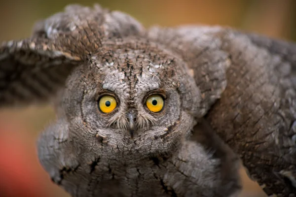 Uggla Gäst Naturen — Stockfoto