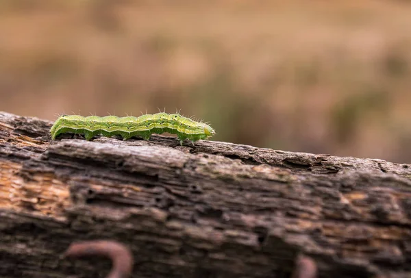 Groene Rups Overwint Obstakel — Stockfoto