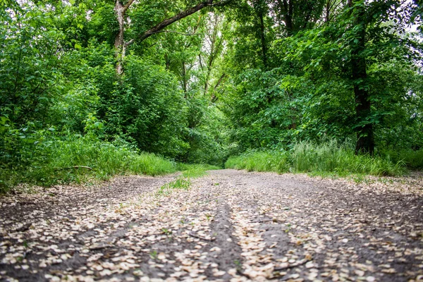 Road, peyzaj bir yol. Yaz ve bahar, yeşil doğa ile bitki örtüsü. Yol bekliyor. Yolculuğun başlangıcı. Sıcak sezon.