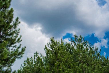 Çam ormanı, Rusya Rostov bölgesi bitki örtüsü. Firs ve sıcak sezon boyunca gökyüzü bulutlu, ağaçlarda yaz ve bahar. Kum iğne yapraklı türler taze ve güzel kokulu havada yürüyüş rotaları.