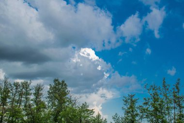 Çam ormanı, Rusya Rostov bölgesi bitki örtüsü. Firs ve sıcak sezon boyunca gökyüzü bulutlu, ağaçlarda yaz ve bahar. Kum iğne yapraklı türler taze ve güzel kokulu havada yürüyüş rotaları.