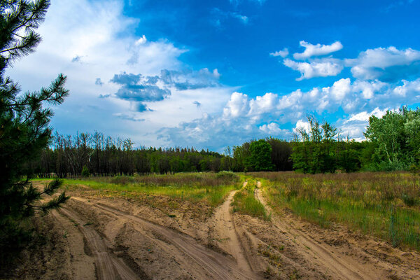 Сосновый лес, растительность в России в Ростовской области. Фирмы и деревья в теплое время года, над небом облаками, летом и весной. Песчаные тропы для прогулок по свежему и ароматному воздуху из хвойных пород
.