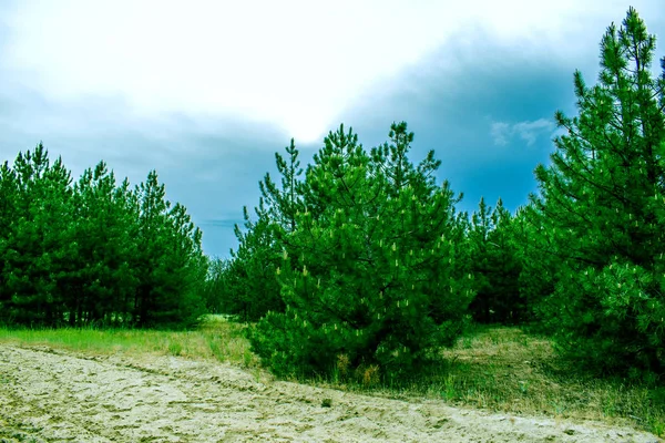 松树林 在俄罗斯的罗斯托夫地区的植被 冷杉和树在温暖的季节 在天空与云彩 在夏天和在春天 针叶树种新鲜芬芳空气行走的沙径 — 图库照片