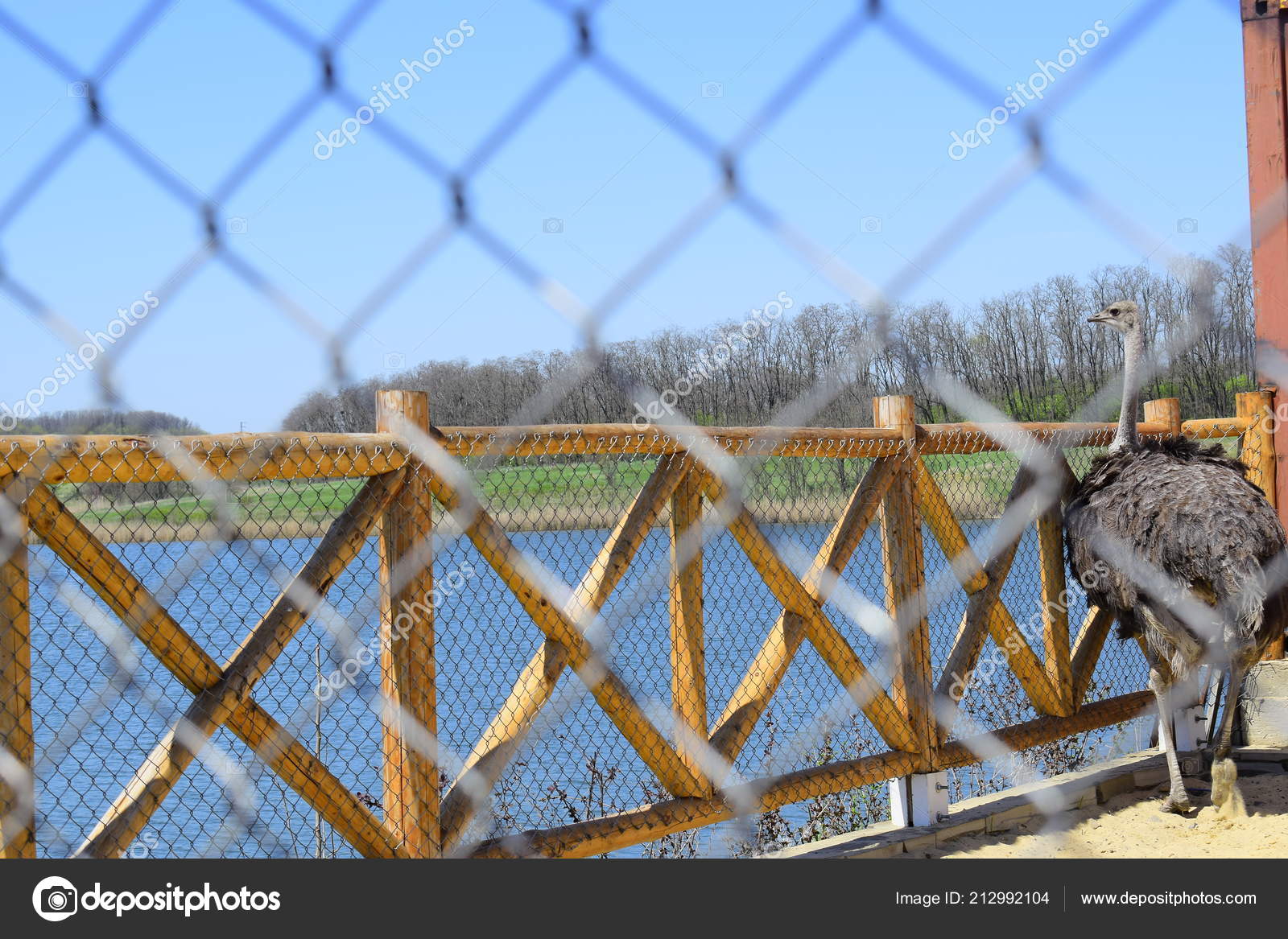 Humungous ptáky