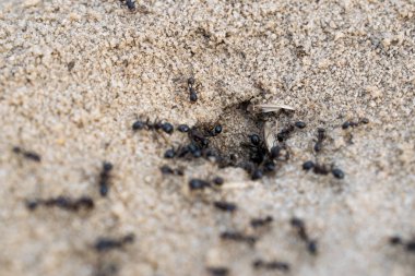 Kum karınca yuvası. Hayvan kökenli İskele İnşaatı. Bilinen türlerin küçük böcekler. Kahverengi işçi karıncalar. Küçük hayvanlar bahar olgusu. Doğal basit arka plan.