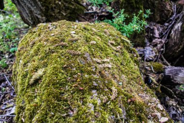 Bir sürü ağaç kabuğu üzerinde yeşil ıslak yosun. Büyük orman yosun küçük yaprak, tohum ve böcekler. Doğada yumuşak ve kadife gibi yüzey.