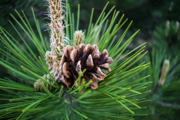 Cones Spruce Pine Dry Brown Mature Fruits Survived Winter Background — Stock Photo, Image