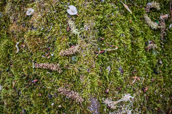 Hel Del Gröna Våt Mossa Barken Trädet Stor Skog Moss — Stockfoto