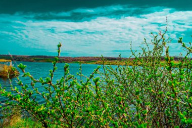 Doğada, 'Grushevka', yeşil ışık ile doğmakta olan, nehrin kıyısında büyüyen genç bir çalı bırakır. Bahar, bahar manzara temiz havada. Şahti City, Rusya Federasyonu, Rostov bölgesi. Mavi gökyüzü