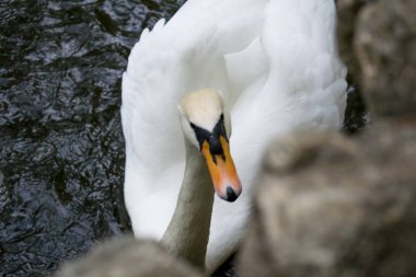 Bahçede büyük taşlar arasında bir açık hava parkı bir gölde bir su birikintisi üzerinde zarif bir Beyaz Kuğu