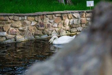 Bahçede büyük taşlar arasında bir açık hava parkı bir gölde bir su birikintisi üzerinde zarif bir Beyaz Kuğu