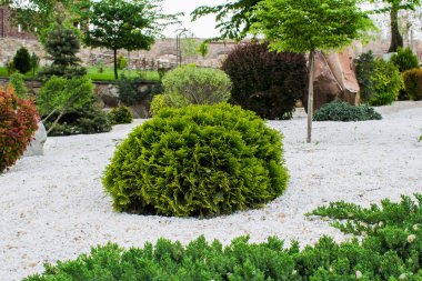 Çeşitli kokulu iğne yapraklı ağaçlar ve çalılar taş açık havada bir parkta. Yeşil ve turkuaz, açık ve koyu tonları. İğneler ve yaprak döken.