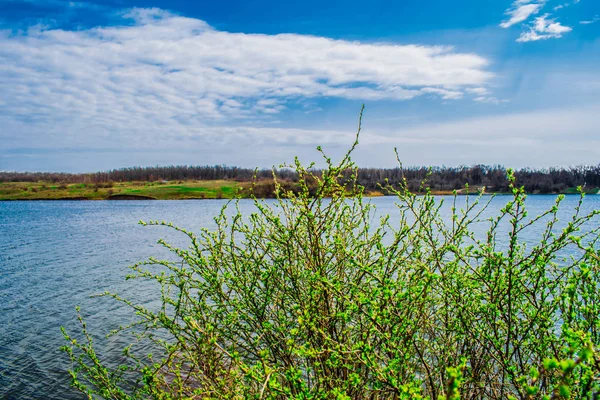 Joven Arbusto Naturaleza Creciendo Largo Del Río Grushevka Con Luz —  Fotos de Stock