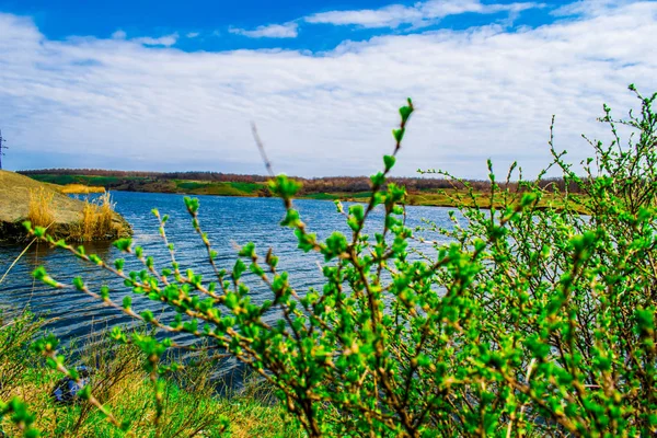 Jeune Buisson Dans Nature Poussant Long Rivière Grushevka Avec Feu — Photo