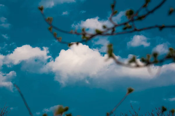 Zeer Mooie Lente Zomer Achtergrond Jonge Takken Tegen Blauwe Hemel — Stockfoto