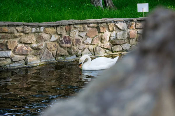 Ein Eleganter Weißer Schwan Auf Einem Teich Einem See Einem — Stockfoto