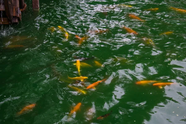 A lot of gold and orange fish, carp in a pond green in the open air. Natural vibrant background.